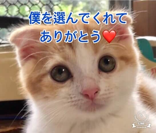 まんちの樹（マンチカンブリーダー）のインスタグラム