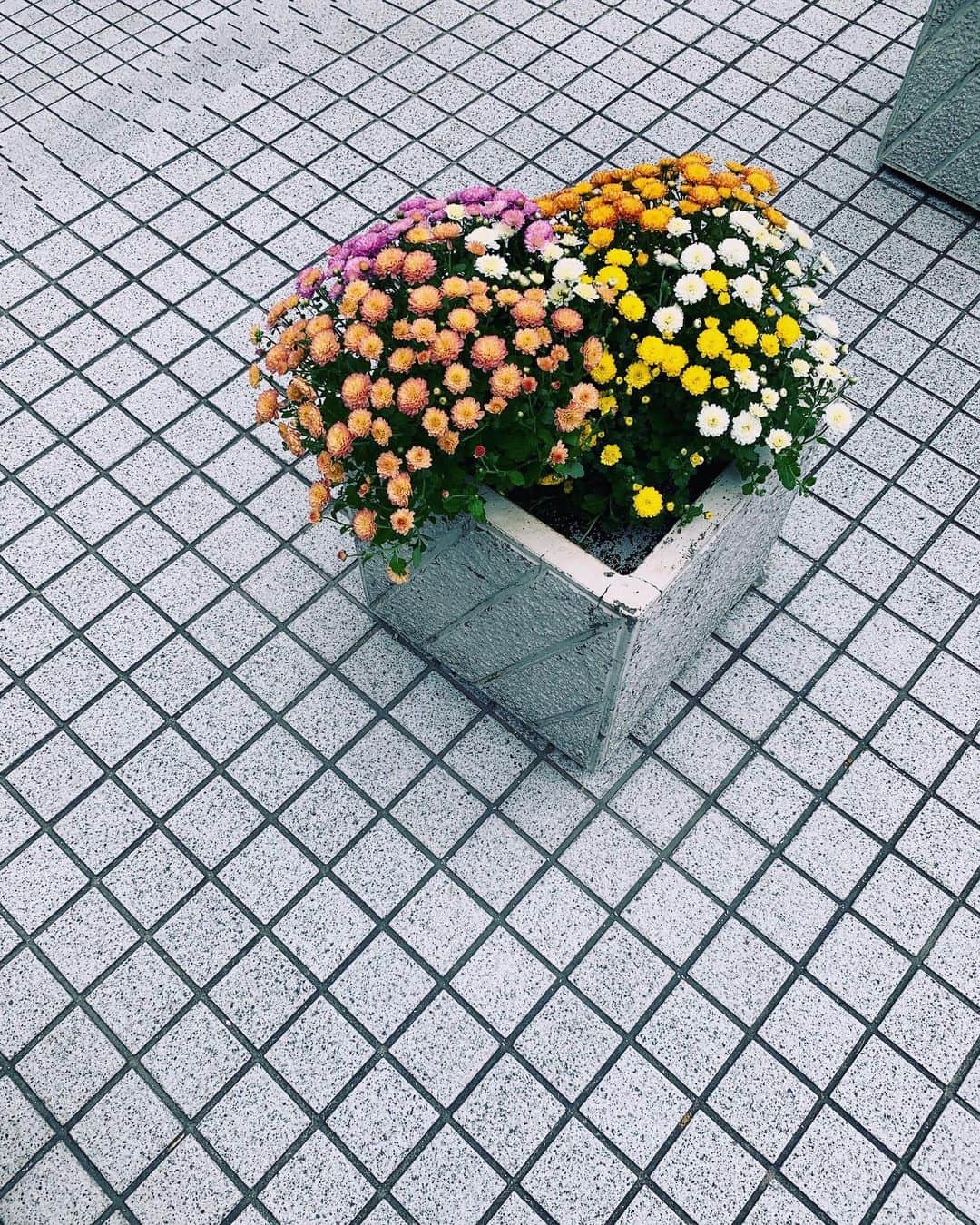 小谷実由さんのインスタグラム写真 - (小谷実由Instagram)「かわいいな、かわいいな、ハートに見える　#花壇ウォッチャー」10月24日 19時26分 - omiyuno