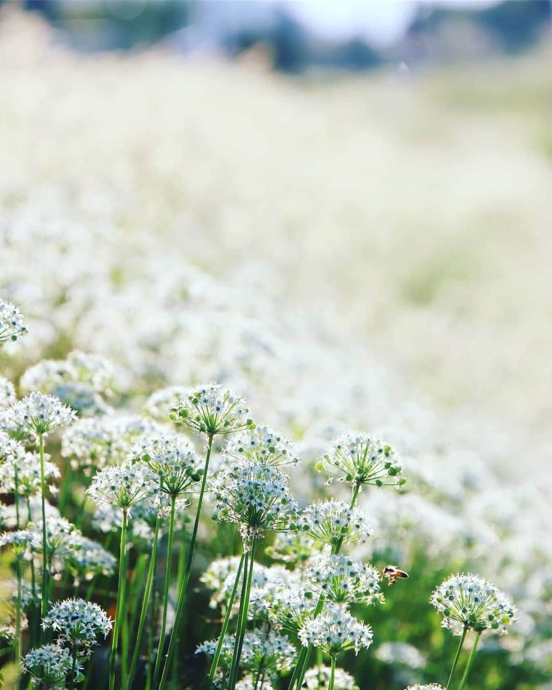 花の写真館のインスタグラム：「Photo by @hikaridon_2828.⠀ https://instagram.com/hikaridon_2828/⠀ .⠀ Original Post[投稿頂いたURL]⠀ https://www.instagram.com/p/B2ghsSQgiFw/⠀ .⠀ 本アカウントは、 #私の花の写真 をつけてInstagramに投稿された皆さまの花の写真や、「花の写真館」Facebookページで投稿された花の写真を紹介します。⠀ 「花の写真館」Facebookページは、「 @floral.photograph 」のプロフィールにあるURLからご覧ください。⠀ .⠀ #花の写真館 #floralphotograph #floralphoto #flower #flowers⠀ Follow: @floral.photograph」