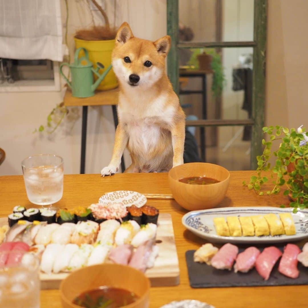 豆柴にこちゃんさんのインスタグラム写真 - (豆柴にこちゃんInstagram)「🐶🍣 にこ抜糸の日の夜は、 快気祝いに寿司パーリーをしたよ🎊 . てか、にこは普通のごはんで 飼い主だけごちそうw . 私の好きな回転寿司「すし銚子丸」！ パパにテイクアウト頼んだら 買いすぎや‼️ . にこも食べたそうにテーブルの周りをウロウロ。 最後の写真は恒例の撮影の裏側📸 . にこちゃん治療おつかれさまでした❣️ . #柴犬#豆柴#pecoいぬ部#犬#わんこ#犬#ここ柴部#shibainu#dog#mameshiba#pecotv#dog#いぬのきもち部#しばいぬ#しばけん#こいぬ#シバイヌ#いぬ#イヌ#赤柴#マメシバ#ペット#日本犬#子犬#puppy#doggo#pet#시바견#강아지#개」10月24日 20時29分 - nikochan.mame48