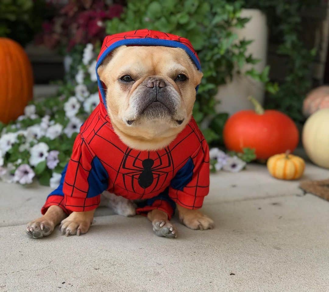 Hamlinのインスタグラム：「#ad What do you get when you cross a spider and a french bulldog? Spiderpig! Does this mean that I can create webs out of bacon? Or better...shoot bacon strips out of my pork paws? Now that's a superpower for the ages!  Want a chance to win $10,000 and other prizes for dressing up? Follow the steps below to enter the #PetcoHalloween contest to show off your amazing costume. To enter:  1) Follow @petco on Instagram (if you do not already) 2) Take a photo of your costumed pet(s) in a "scene" that matches your pet(s) costume(s) 3) Be sure your Instagram account is public 4) Upload your photo to Instagram and tag it with #PetcoSceneContest2019 5) Official contest entry dates are now through 10/26  Click on the link in my bio to learn more info on the contest. Best of luck! .......... #Petco #Halloween」