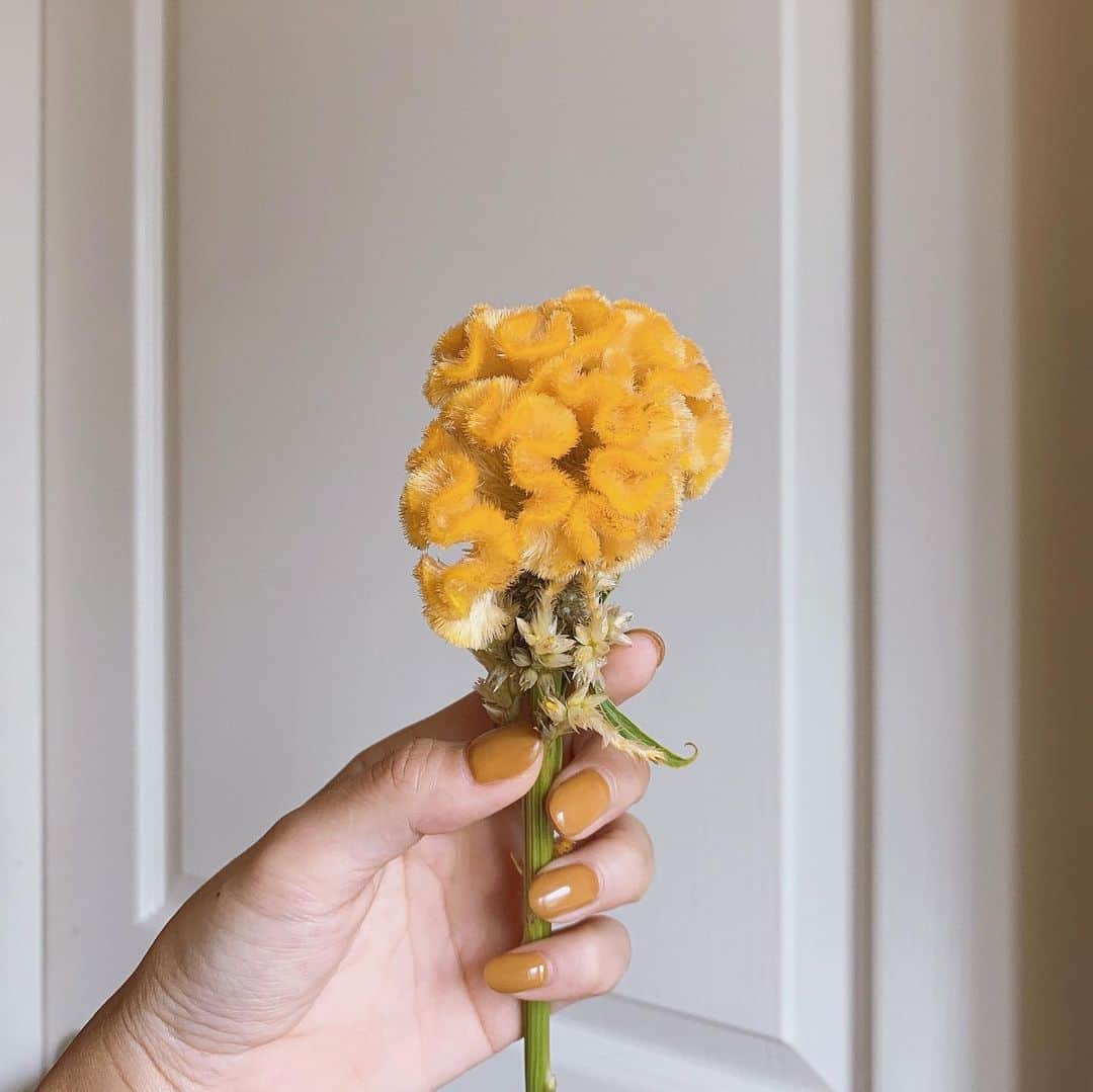 猪鼻ちひろのインスタグラム：「🎗 手はくすんだマスタード色 いつものお花屋さんで買ったケイトウも 新幹線の椅子の色も似てた🏵 リングとピアスは @from_chiro  ネイルはジェルで @chipieee_tokyo  #ケイトウ #可愛い #ちひろのお花 #猪鼻ネイル #ジェルネイル」