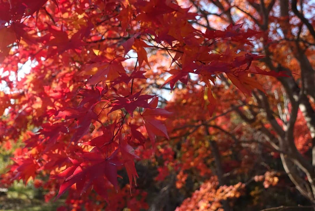 いぶくろ聖志さんのインスタグラム写真 - (いぶくろ聖志Instagram)「北海道ーっ 植物とかっ  #japan #camera #hokkaido」10月24日 12時06分 - b.smpl