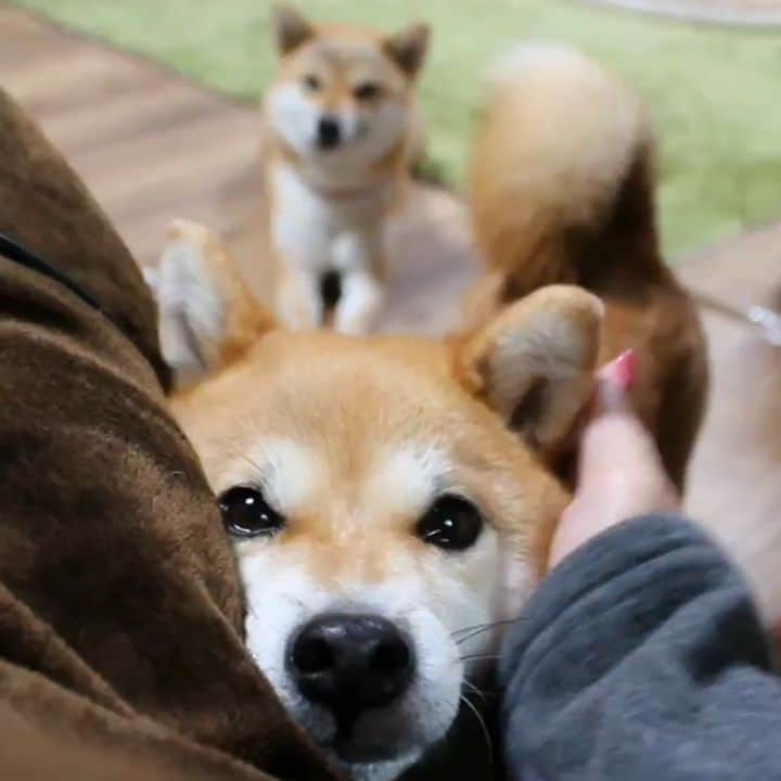 柴犬たま Shibainu Tamaのインスタグラム