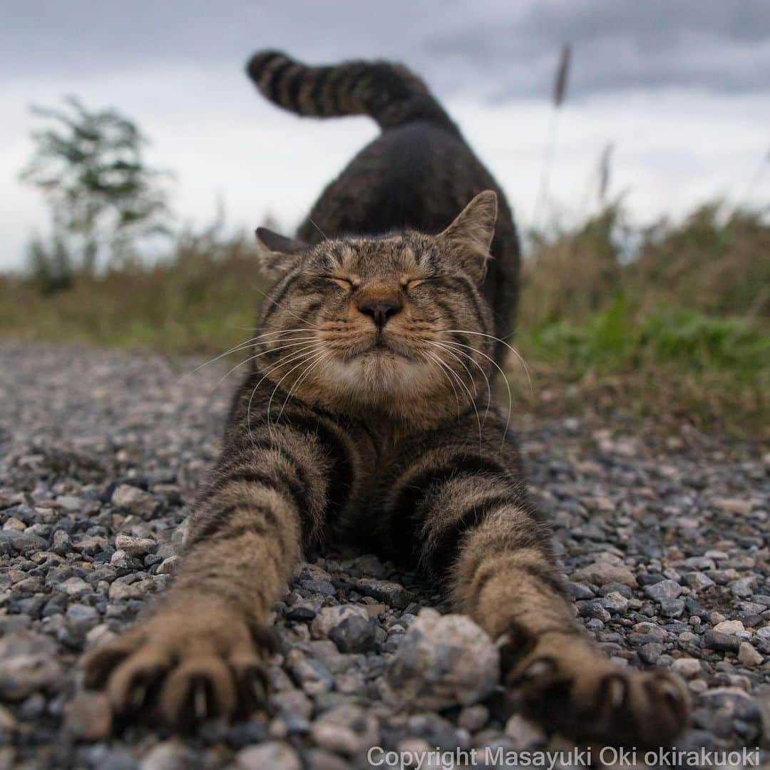 Masayukiさんのインスタグラム写真 - (MasayukiInstagram)「しっかりのびー。  #cat #ねこ」10月24日 12時19分 - okirakuoki