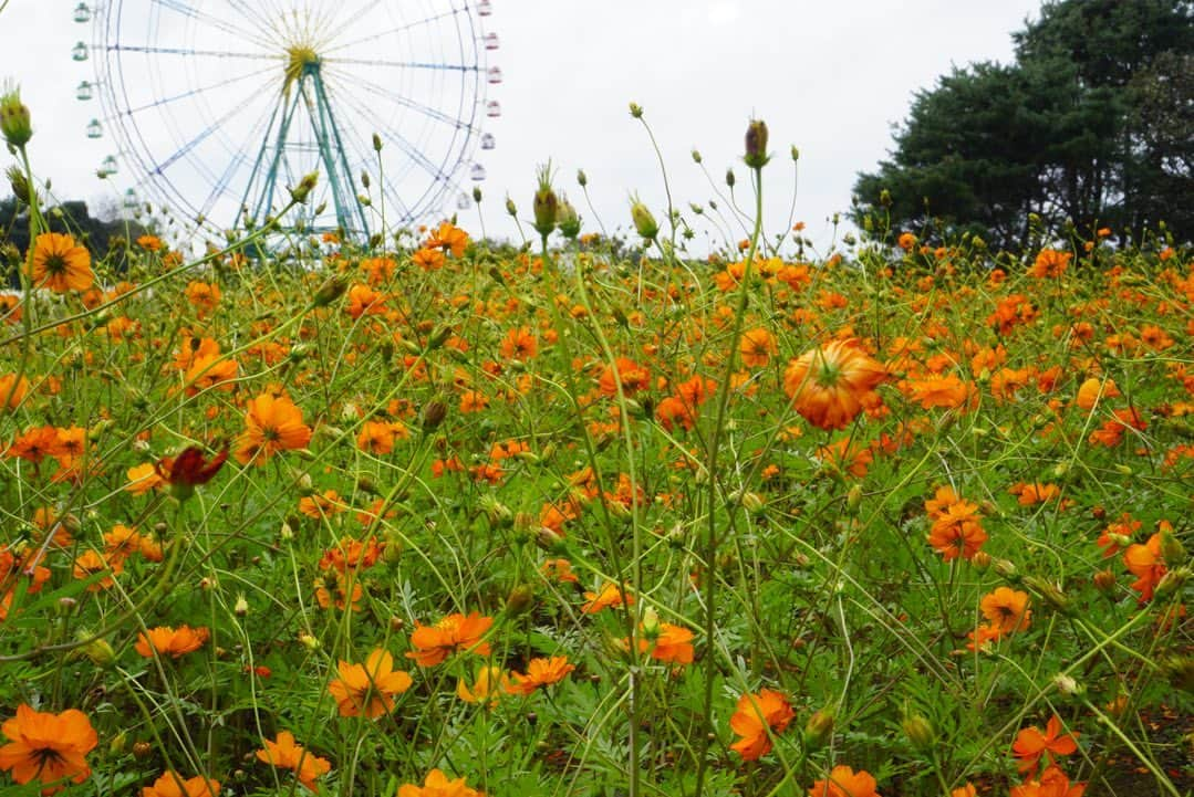 谷藤海咲さんのインスタグラム写真 - (谷藤海咲Instagram)「世界に１つだけの花 ひとりひとり違う種を持つ」10月24日 12時44分 - tanifuji_misaki