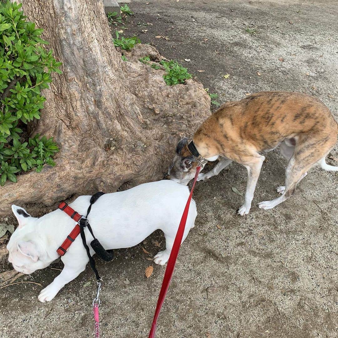 なべやかんさんのインスタグラム写真 - (なべやかんInstagram)「ついこの間まで3匹で散歩してたのに。 寂しいよ。 色んなところ思い出がある。 ジョーイが必ずオシッコをした場所を通ると寂しさが広がっていく。 二匹も寂しいんだろうね。 なんとなくわかる。  #キャバリア #ジョーイ #キャバリアルビー #cavalierkingcharlesspaniel #犬の散歩 #犬を飼うということ」10月24日 13時23分 - yakan_nabe