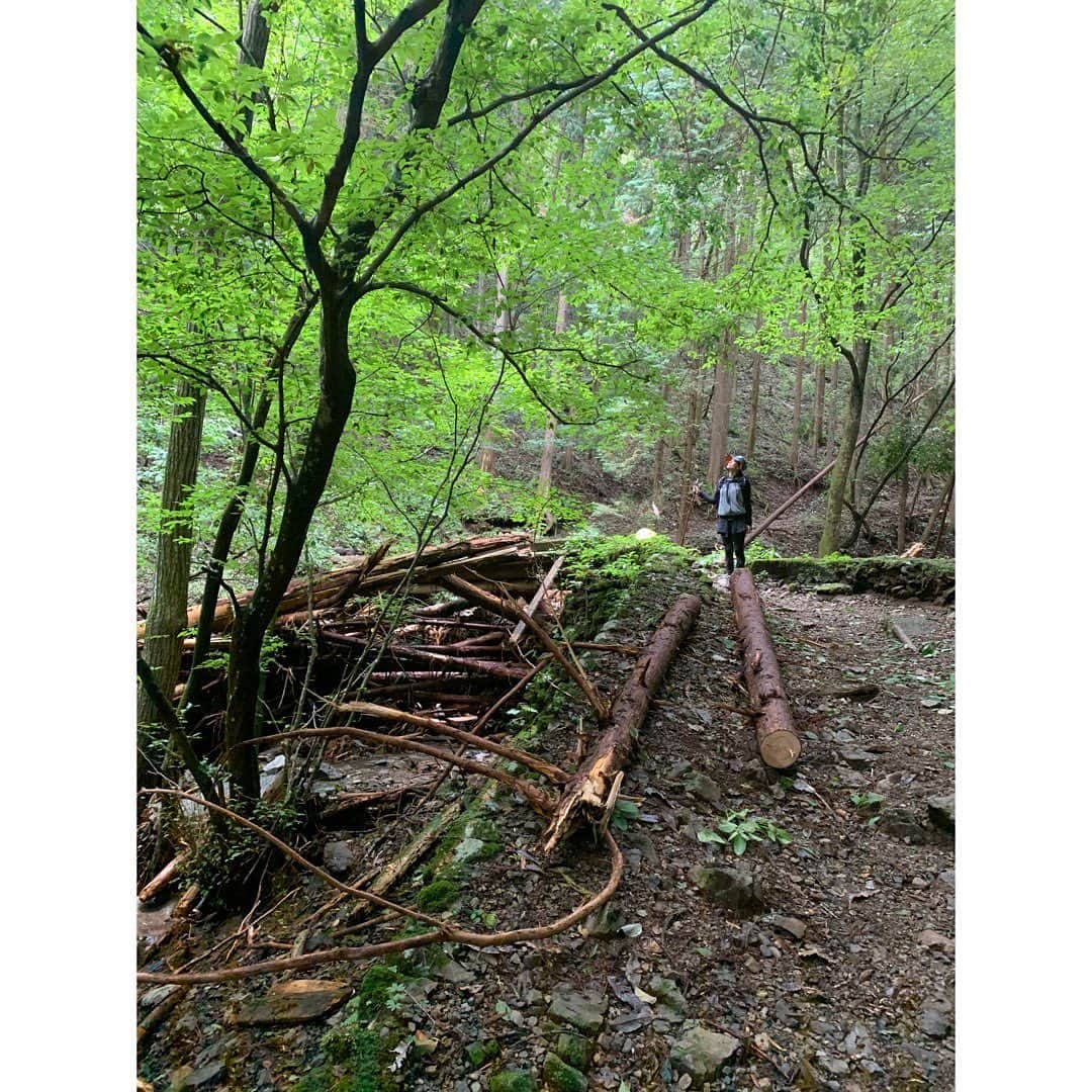 柴咲コウのインスタグラム：「久しぶりの登山。 そこかしこに自然の脅威を物語る姿が残っていましたが、やはり森は強く貴い、そう思いました。  #レクリエーション #recreation #登山 #tokyo #circulation #lunchbox #弁当 #梅干し #pickledplum #prayer」