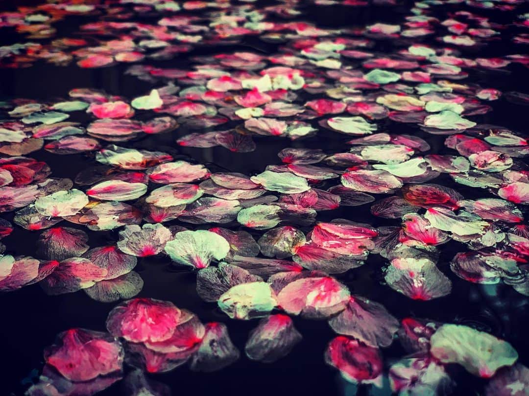 澤田友美さんのインスタグラム写真 - (澤田友美Instagram)「. これから冬なのに、なんで桜の絵描いちゃったんだろ。笑 謎🤣」10月24日 15時37分 - tomomi__sawada