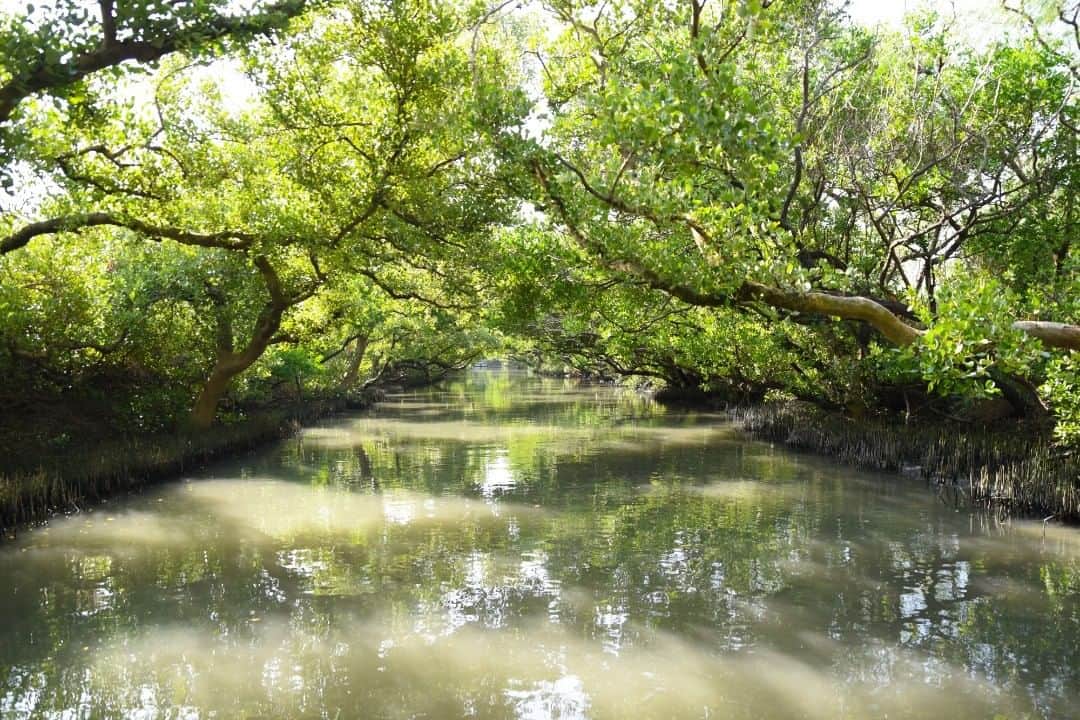 のインスタグラム：「🌏探検に出発！ワンダーランド・オブ・アジア🌏 チャイナ エアライン x 写真家小林賢伍がワンダーランド・オブ・アジア“台湾”にお連れします✈　http://bit.ly/2KONZuA 今日のご紹介スポット： 四草緑隧 この四草緑隧は、マングローブでできています。 都会は緑が少なく、コンクリートに囲まれた場所も少なくありません。四草では、マングローブに囲まれる体験ができます。マングローブは川に映り込み、常緑のトンネルを形作っています。竹のいかだで川を下りましょう。土手沿いに白鷺やシオマネキ、ミナミスナガニ、トビハゼの姿が見られます。いかだの旅は30分足らずですが、四方を緑に囲まれながら母なる自然の神秘を自らの目で確かめることができます。グルメを求めて台南を訪れる際には、このアウトドアアクティビティを手配するのもお忘れなく。  交通アクセス：高速鉄道で台南駅まで行き、台湾高鉄シャトルに乗り大億麗緻酒店バス停で降ります。路線バスに乗り、四草バス停で降ります。  チャイナ エアラインオリジナルグッズが当たる抽選キャンペーンも実施中です。ダイナスティ・フライヤー・プログラム会員にご登録(https://bit.ly/2HNe37Y)　いただければ、どなた様も応募可能です☝ふるってご応募ください🎁✨ https://bit.ly/2zppzCG  #チャイナエアライン #chinaairlines #中華航空 #天合聯盟 #スカイチーム　#SkyTeam #チャイナエアラインでどこ行きたい #台湾 #台湾旅行 #小林賢伍 #写真 #カメラ」