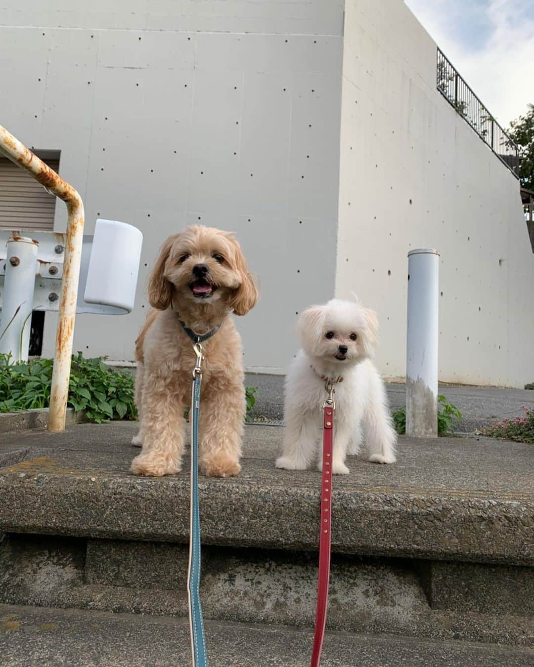 西村文男さんのインスタグラム写真 - (西村文男Instagram)「大分距離近くなってきた。 2枚目は私の足の上です。 #ぺきぷー #ぽめまる」10月24日 16時24分 - fumionishimura