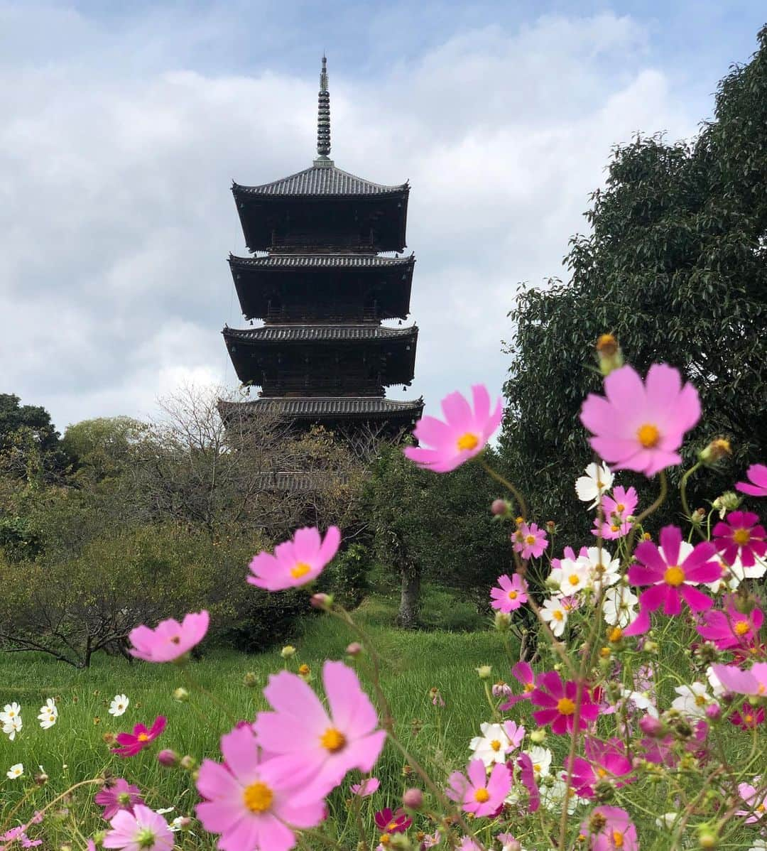 鬼辻麻衣さんのインスタグラム写真 - (鬼辻麻衣Instagram)「この前の岡山の旅では、、 まず、早島町のいかしの舎でランチ🍡 建物もお庭も、風情があって素敵でした👘🇯🇵 もう少ししたら紅葉も綺麗やろうな〜🍁 ・  そのあとは、移動して備中国分寺の五重塔へお散歩に🚶‍♀️ 道の駅とかもあって、ゆっくりと過ごせたよ！  #岡山観光 #岡山女子旅 #早島町 #いかしの舎 #総社市 #備中国分寺 #高梁川流域 #高梁川 #高梁川流域リレー #岡山カフェ #PR」10月24日 17時56分 - kitsumai