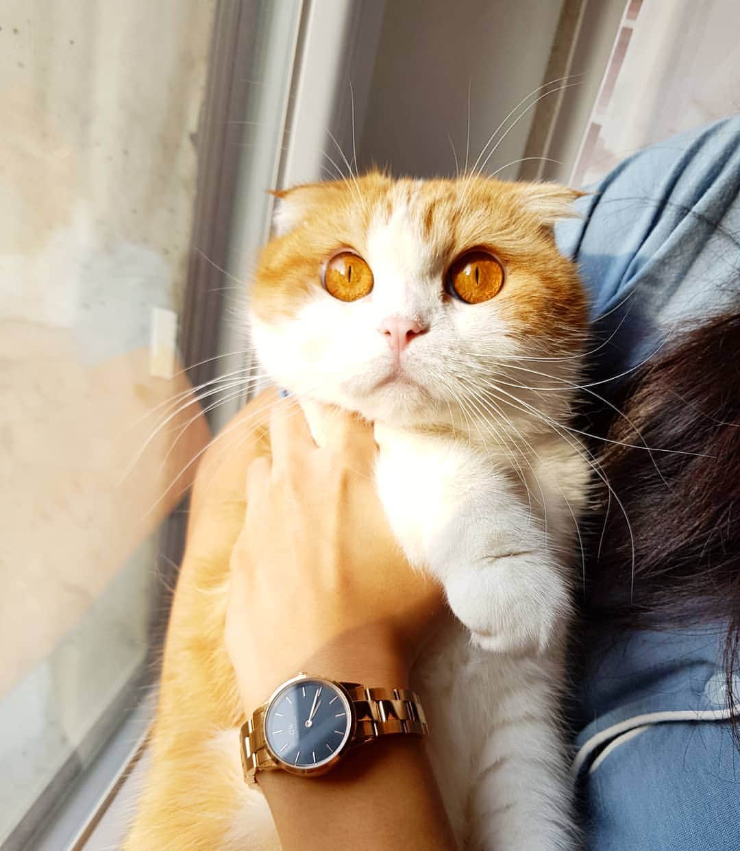 Nana _The Scottish Foldさんのインスタグラム写真 - (Nana _The Scottish FoldInstagram)「햇살좋은 날💕Use the code 'nana2' to get 15%off on all products on @danielwellington now . 💕다니엘웰링턴 ICONIC LINK 콜렉션 출시했다옹🐱  공식사이트www.danielwellington.com/kr 에서  할인코드 nana2를 입력하시면 전 제품 15% 추가할인을 나나가 쏜다옹! (12월 31일까지 유효) . . . #다니엘웰링턴 #다니엘웰링턴신제품 #ICONICLINK #이성경시계 #남녀공용시계 #메탈시계 #시계추천 #가을코디 #AD #고양이 #猫 #ねこ #スコ #cat #cats #catstagram #catsofinstagram  #bestmeow #catoftheday #catsofworld #catsloversworld #catsofday #caturday #gatos #cats_of_instagram #냥스타그램 #인스타그램 #instagram」10月24日 18時20分 - ciao_nana