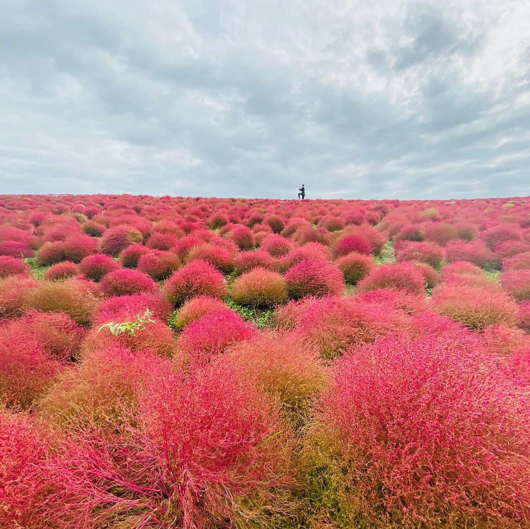 上重聡さんのインスタグラム写真 - (上重聡Instagram)「国営ひたち海浜公園にバゲットの中継で行って来ました！見頃を迎えた赤いコキア。 ピッチングフォームもバッティングフォームを映えます⚾️ #バゲット　#ひたち海浜公園 #コキア」10月24日 18時20分 - satoshi18kamishige