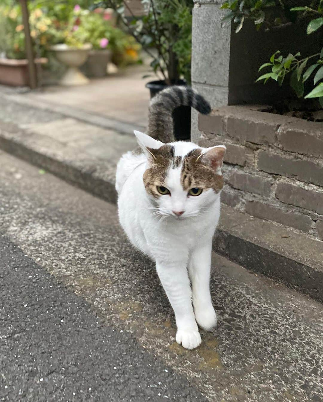 山田稔明さんのインスタグラム写真 - (山田稔明Instagram)「ご近所のミルちゃん、久しぶり。ポチ実と同じDNAを感じる…。 #ご近所猫ミルちゃん」10月24日 18時31分 - toshiakiyamada