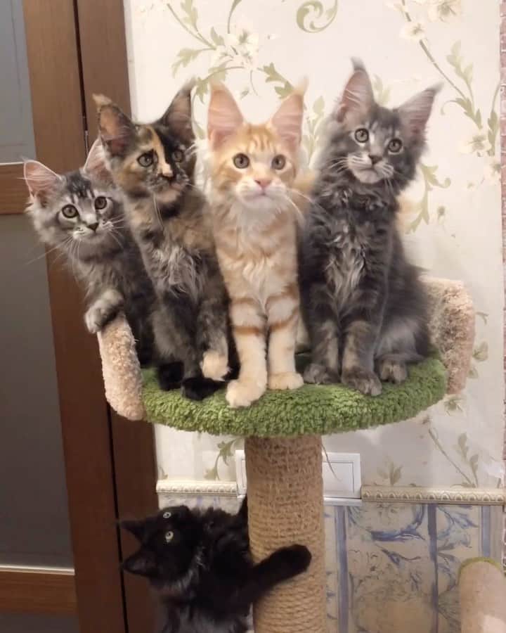 МейнКун MaineCoon Питомникのインスタグラム：「Всем хорошего настроения😻💐👯‍♀️🐯😽❤️」
