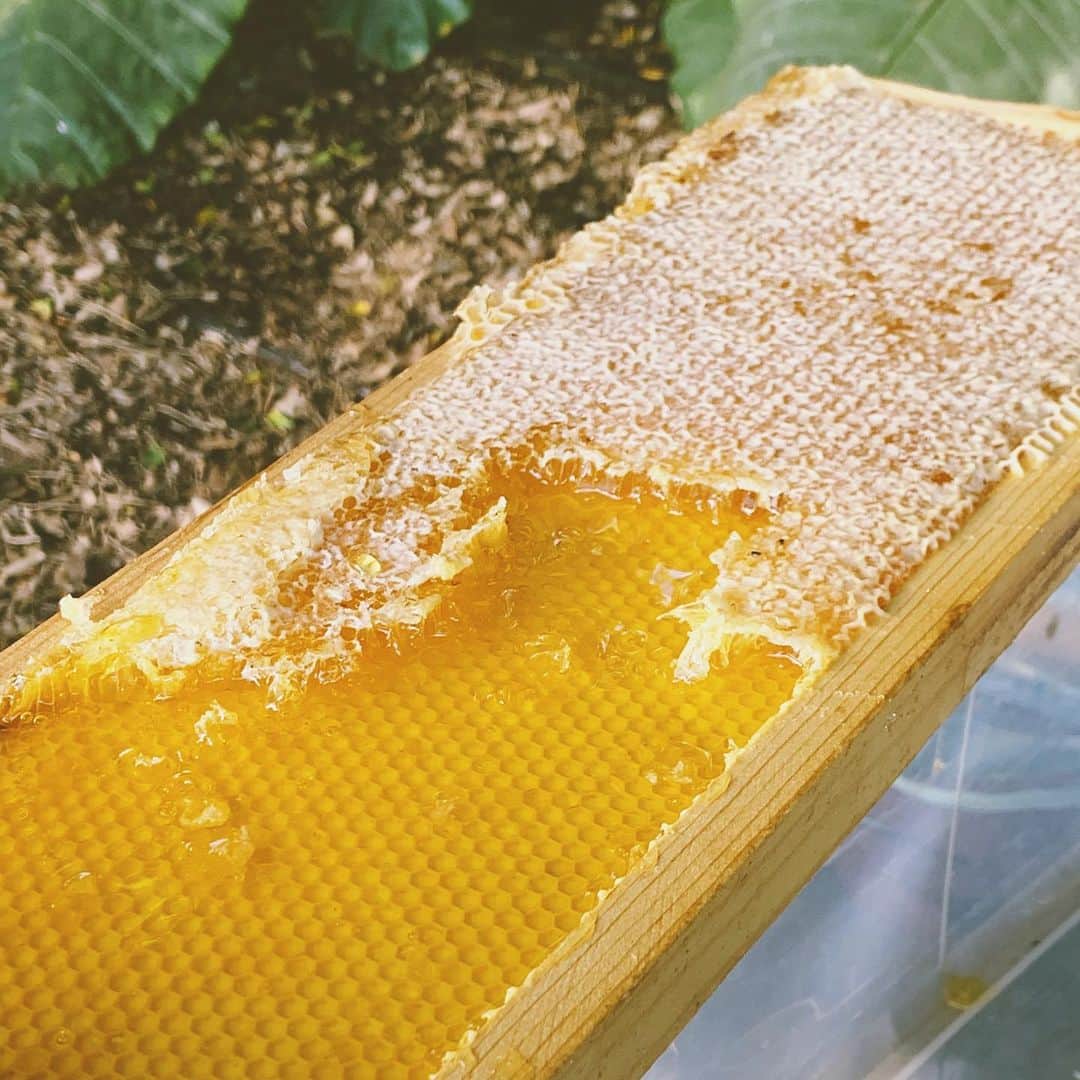 吉川ひなのさんのインスタグラム写真 - (吉川ひなのInstagram)「蜜蜂のことって、知れば知るほど大好きになる🐝  世界中からどんどん減っている蜜蜂を守っていきたいな。  娘は養蜂のクラスへ😊  #娘HawaiiLife  #Beekeeping #bee #honey」10月10日 10時49分 - hinanoyoshikawa
