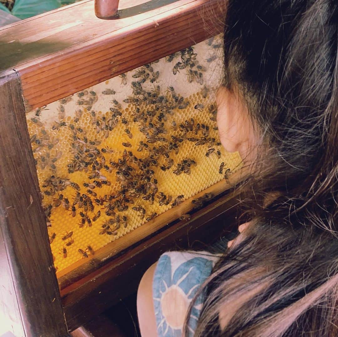 吉川ひなのさんのインスタグラム写真 - (吉川ひなのInstagram)「蜜蜂のことって、知れば知るほど大好きになる🐝  世界中からどんどん減っている蜜蜂を守っていきたいな。  娘は養蜂のクラスへ😊  #娘HawaiiLife  #Beekeeping #bee #honey」10月10日 10時49分 - hinanoyoshikawa