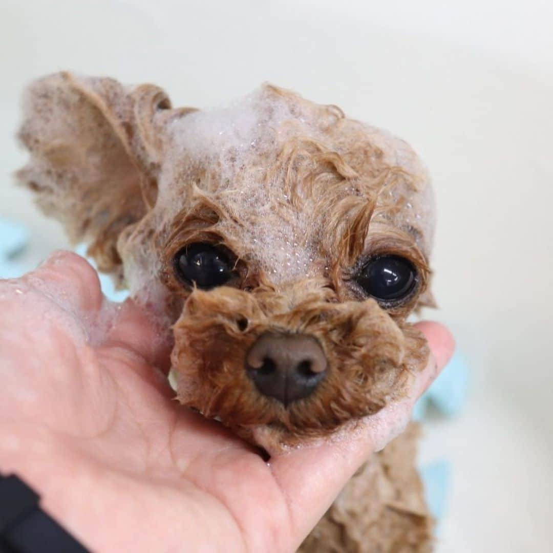 ? Tia ?のインスタグラム：「片耳ティちゃん🐻 🛁✨✨✨ ちょっと前の📷 … … #toypoodle #dogstagram #癒しわんこ #いぬバカ部 #doglovers #cutepoodle #ふわもこ部 #トイプー  #トイプードル #バスタイム #bath #bathtime #beautycare #beautytime #beautylife #doglife #美容day #trimming #ふわもこ #petcare #petlife #dachshund #dachshundlove #instadachshund #dogbath #cutepetclub #instadog #socute #adorable」