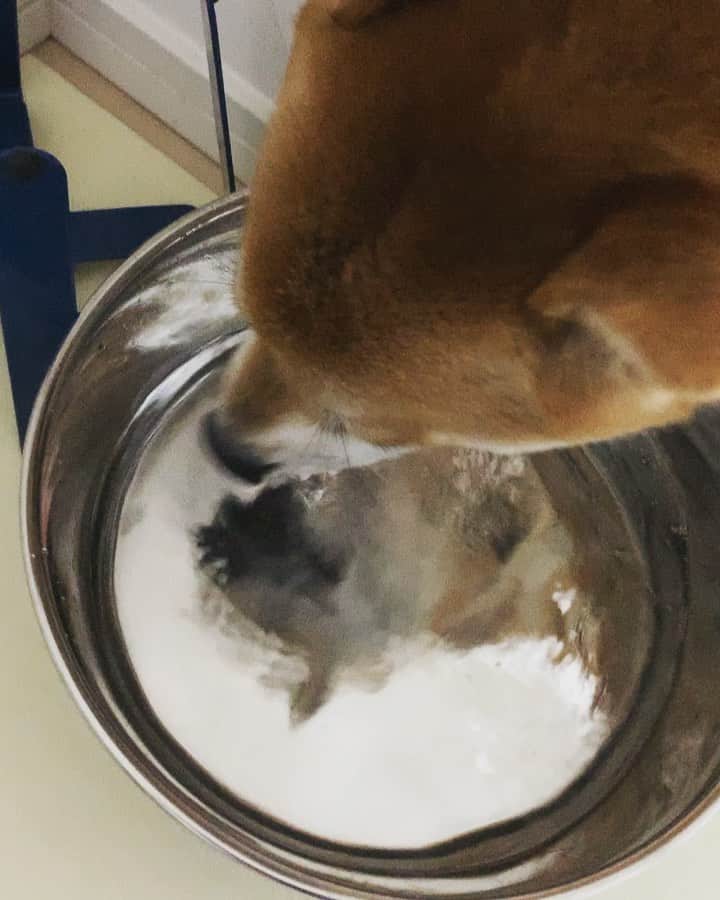 のインスタグラム：「. . ただだいずがお水飲んでるだけの 動画です笑。 . . お皿に映るだいずが なんかおもしろいなーと思って笑。 . . #だいず #だいず🐕💓 #豆柴 #豆柴部  #柴犬 #しばいぬ  #犬のいる暮らし#🐶 #🐕#いぬすたぐらむ #ワンスタグラム #しばすたぐらむ #mameshiba#shibainu#shibastagram #柴犬好きさんと繋がりたい #柴犬のいる暮らし #柴犬ライフ」