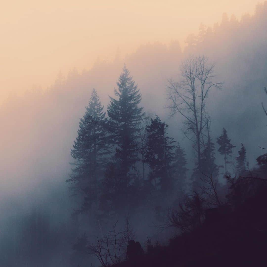 Kyle Kuiperのインスタグラム：「Misty morning sunrise」