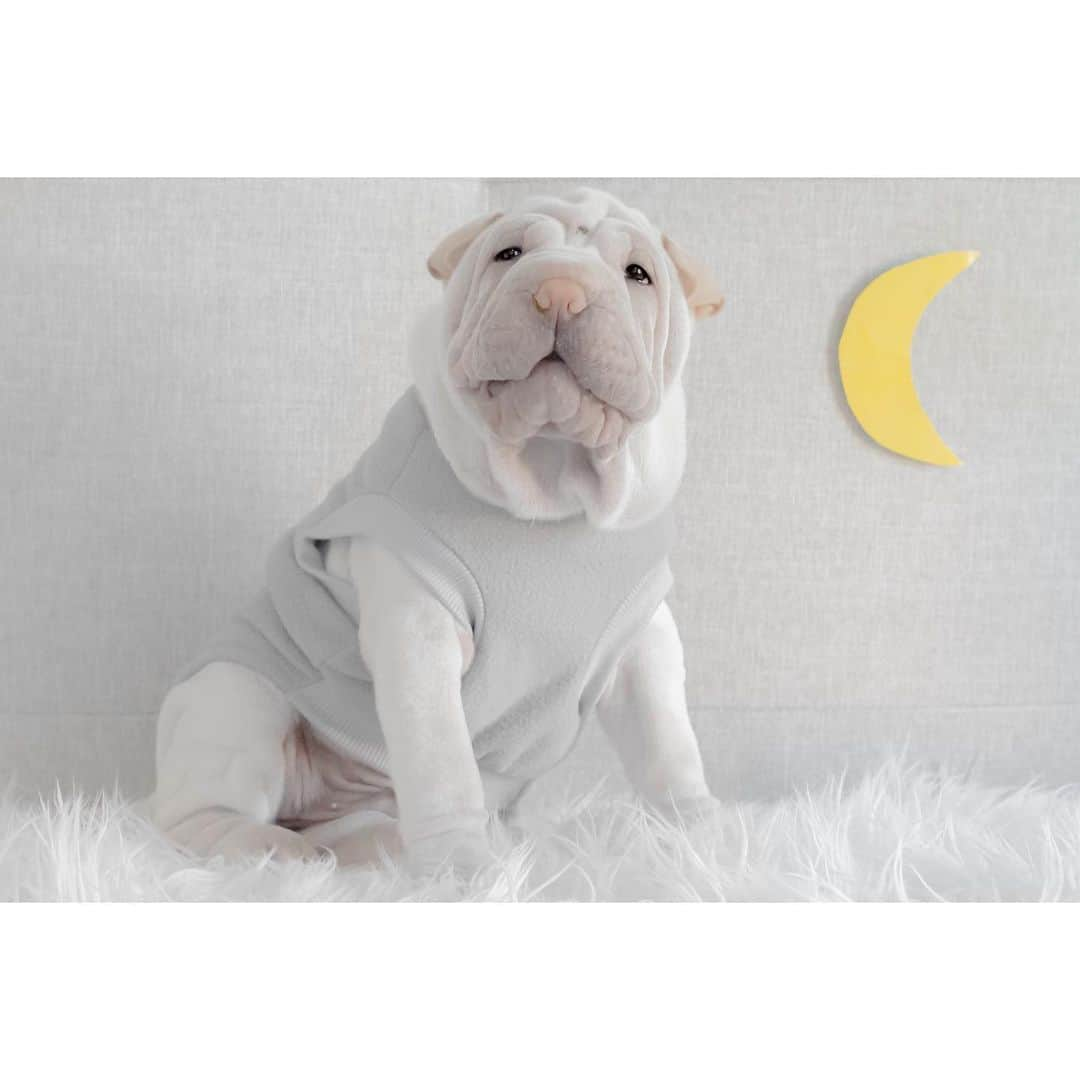 annie&pADdinGtoNさんのインスタグラム写真 - (annie&pADdinGtoNInstagram)「Just like the moon, i go through phases 🌙 #puppystages #lambington #furnitureeater #dog #dogs #dogsofinstagram #puppy #puppiesofinstagram #puppylove #sharpei #sharpeisofinstagram #weeklyfluff #sharpeipuppy #instagood #moon #iloveyoutothemoonandback #love #wrinkles」10月10日 11時31分 - anniepaddington