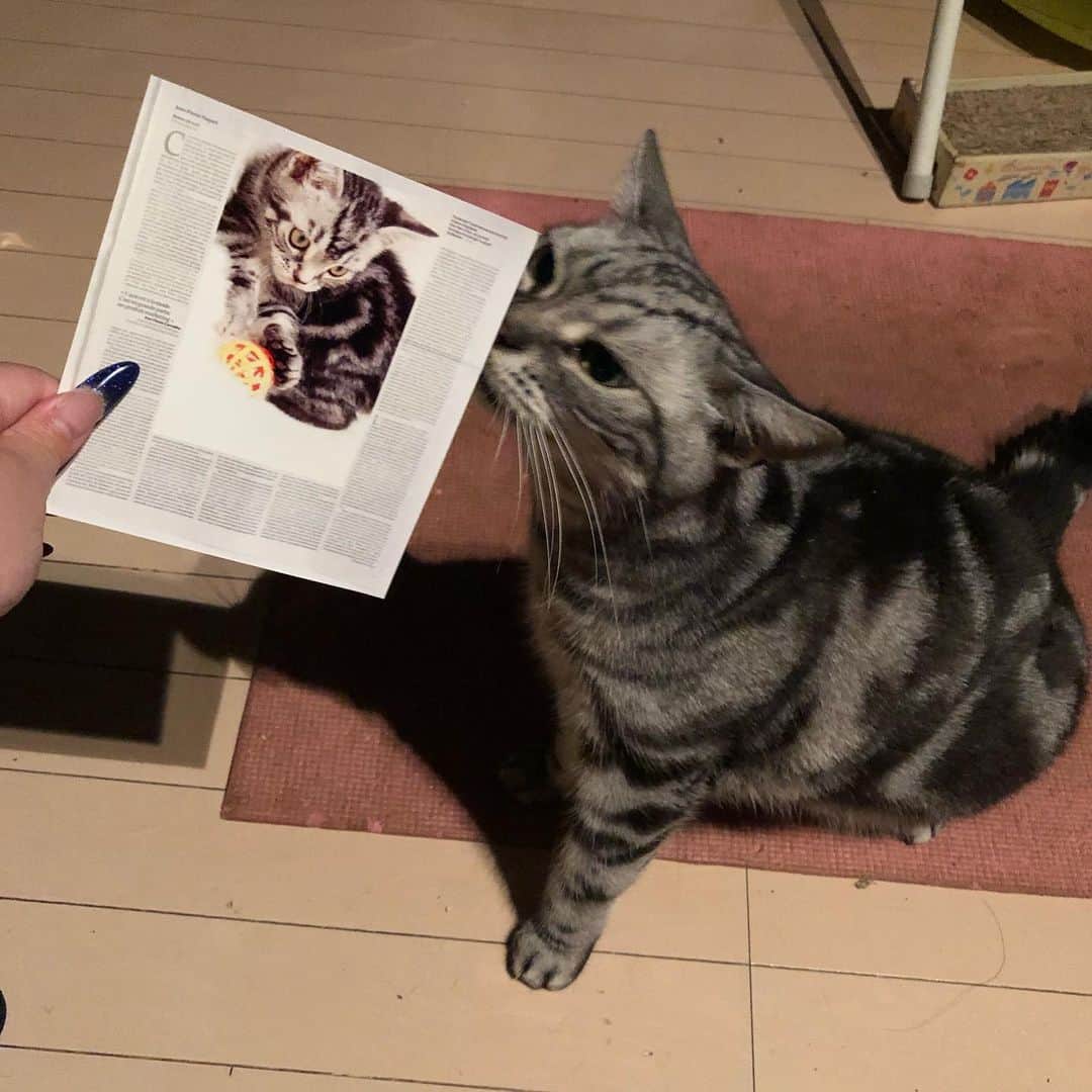 有奈めぐみさんのインスタグラム写真 - (有奈めぐみInstagram)「えー何、何？それ美味しい？！ってヤジ猫、段君。小さい時のあなた、プロのカメラマンさんに撮ってもらったモデル写真ですよ〜段くんの実家、渋谷西武b館屋上モントゥトゥさんから、段くんの写真出てきた〜っていただきました！ありがとうございます🎶子猫ちゃんはね、普通おめめがくりくりさんに写るのに、段くんのこの赤ちゃんの時から大人顔負けの鋭い眼差しに、肝の座りに、即座に家族へと決定した。でもね、アメショーが好きで子猫も見てもあなたと出会った日のよーな運命を感じることはありません。またいつかあなたとぐらいの運命を感じる子と出会えたら、猫っ可愛がりするねw今は猫っ可愛がりまだまだする2匹私にはいますからね♡ #av #風俗嬢 #41歳 #熟女 #ねこ #ねこっかわいがり #アメリカンショートヘア #アメショー #アメショ #大好き #モデル #12年前 #運命」10月10日 4時14分 - arina_megu