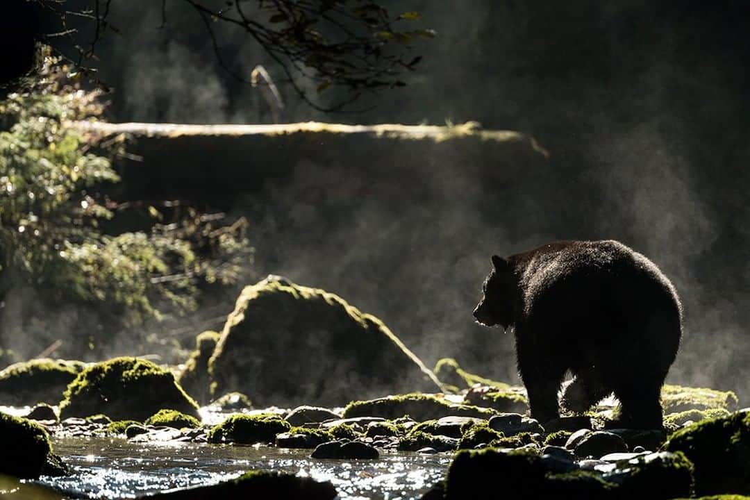 National Geographic Travelさんのインスタグラム写真 - (National Geographic TravelInstagram)「Photo by @daisygilardini | The American black bear is widespread, and its population is twice that of all other bear species combined. Contrary to their name, not all black bears are black. There is a wide range of fur color among individuals, from black and brown to cinnamon and, in the case of the Kermode bear, a cream-colored white. Black bears mainly live in boreal forests, like this one in Canada, but they can also adapt to subtropical areas, such as Florida and Mexico, and cold subarctic areas like Alaska. The species is classified as an opportunist omnivore, meaning black bears will eat whatever they find but rarely hunt other large mammals. They have a mostly vegetarian diet. Follow me @DaisyGilardini for more images and behind-the-scenes stories. #bear #blackbear #britishcolumbia #canada #greatbearrainforest」10月10日 5時05分 - natgeotravel