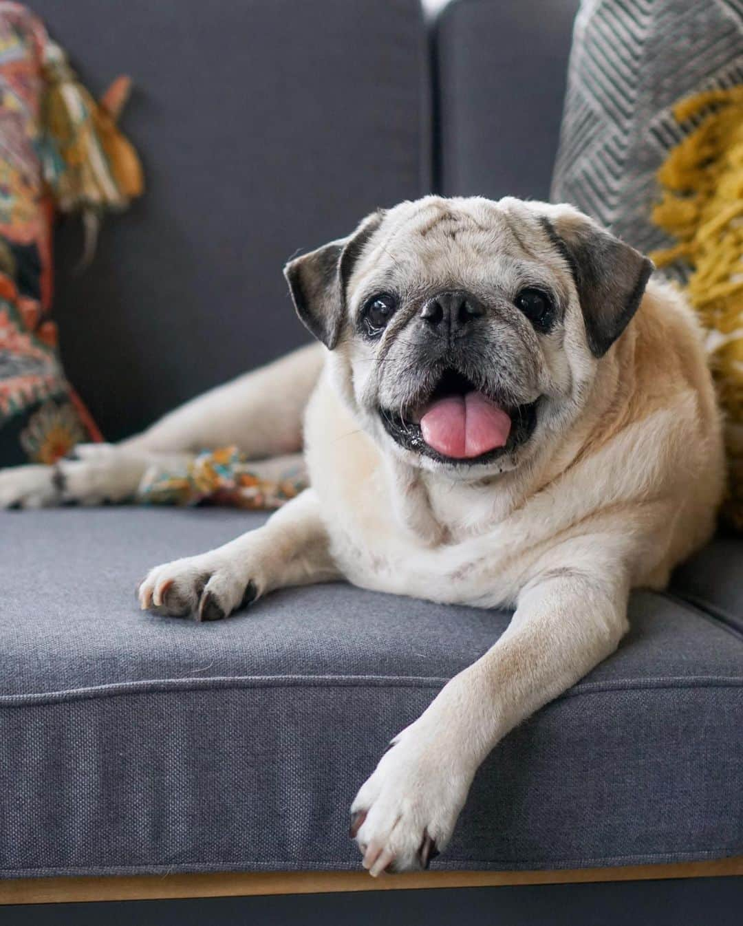 ロッコさんのインスタグラム写真 - (ロッコInstagram)「I’m not crying, you’re crying! And that smile of Rocco’s was just the best. Can’t help but smile when I see videos and pictures of him smiling ❤️ . . . #pug #pugtender #puglife #pugstagram #pugsofinstagram #dogsofinstagram #weeklyfluff #theweekoninstagram #austindogs #dogsofbark #thetomcoteshow #teampixel #atx #buzzfeedanimals #speakpug」10月10日 7時33分 - roccothepug