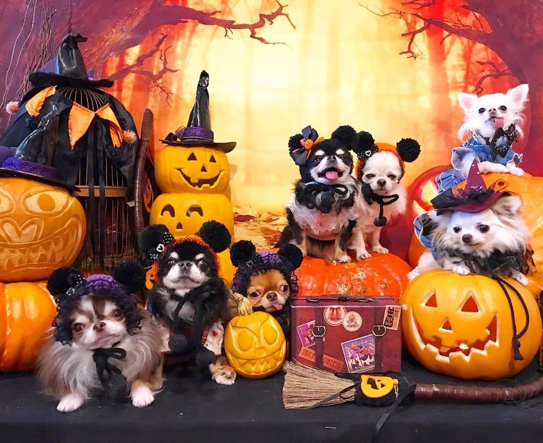kayoのインスタグラム：「* * みんなで Halloweeeen🎃🦇🕸 * * #ハロウィン #Halloween * #chihuahua#chihuahualove#dogstgram#dog#instadog#チワワ#チワワ大好き * *」