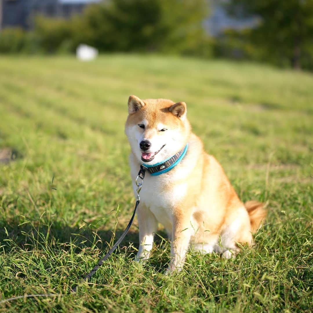 まる（まるたろう）さんのインスタグラム写真 - (まる（まるたろう）Instagram)「Good morning!✨🐶☺️✨いい天気！台風前だからかな？少しだけで風が吹いてきたよ〜 #みんな気をつけてね #やばいと思ったらすぐに避難 #今から準備しとかないとね #パパにお肉いっぱい買ってきてもらおう #10日分くらい☺️」10月10日 9時03分 - marutaro