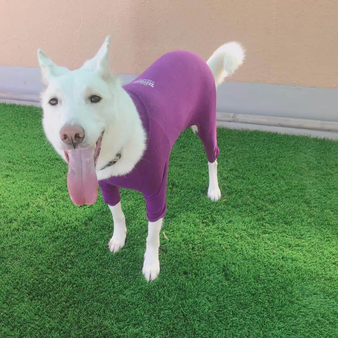 森泉さんのインスタグラム写真 - (森泉Instagram)「My athlete pup is loving her new #skintightsuit 💜 Great for shedding dog 🐶 #魔法の犬用インナーウェア」10月10日 9時36分 - izumi.mori