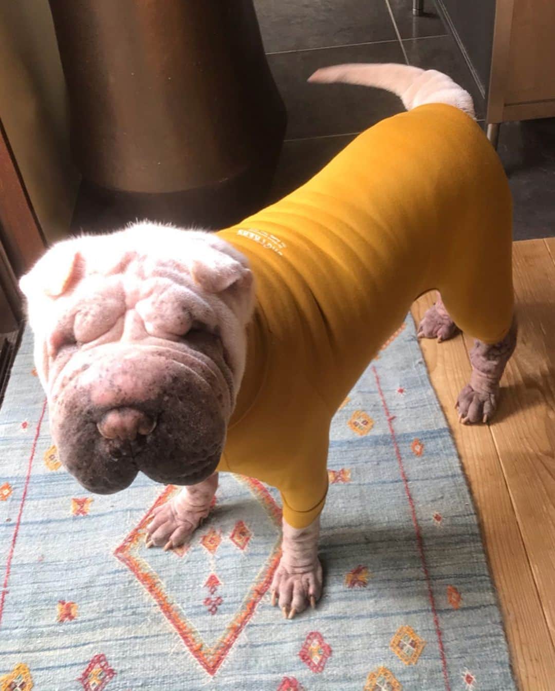 森泉さんのインスタグラム写真 - (森泉Instagram)「#skintightsuit also protects skin by scratching so it’s perfect for Shumai but he looks like a big worm....🐛....🤣 #魔法の犬用インナーウェア」10月10日 9時54分 - izumi.mori