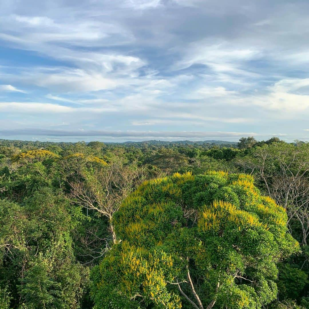 カロリーネ・セリコさんのインスタグラム写真 - (カロリーネ・セリコInstagram)「Floresta Amazônica 🌳 Um sonho realizado. Obrigada meu Deus... Só vejo Ele! #CaCelicoViagem @cristalinolodge」10月10日 10時00分 - cacelico