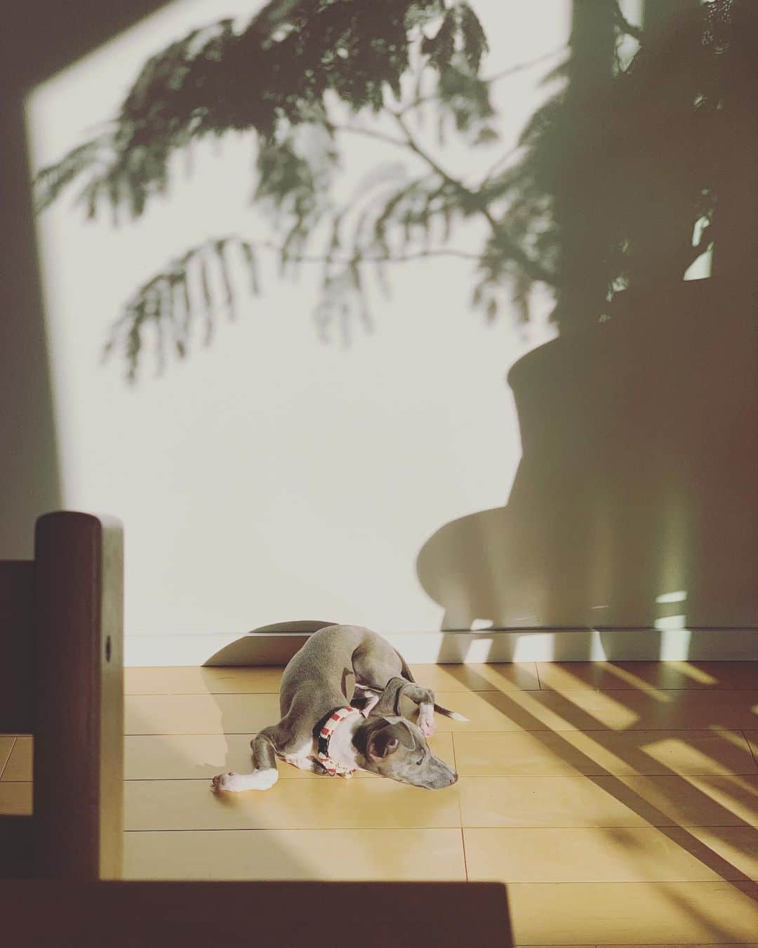 森貴美子さんのインスタグラム写真 - (森貴美子Instagram)「ある日の午後☀️🌱 ・ ・ ・ ・ 🐶🐶🐶 #生後2ヶ月 #犬 #わんこ #ペット #イタリアングレーハウンド  #イタグレ #女の子 #itariangreyhound  #강아지 #이타리안그레이하운드 #오후」10月10日 21時05分 - morikimi_morikimi