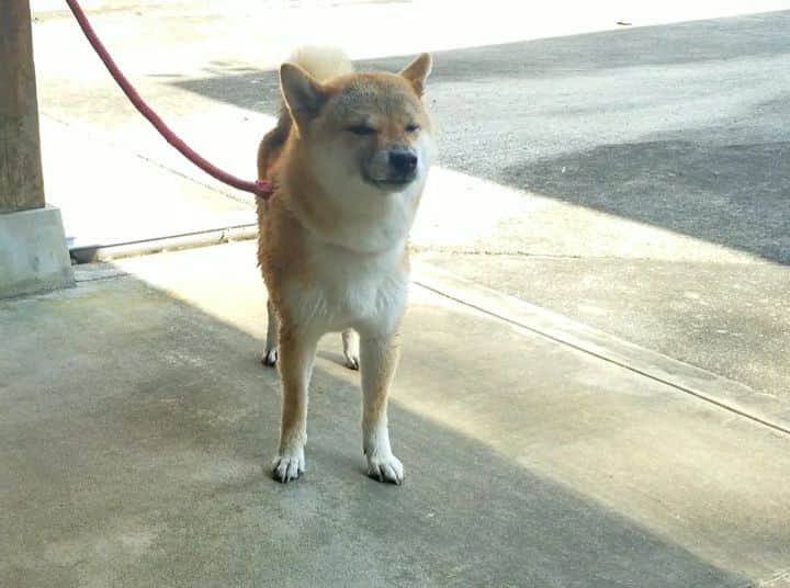 柴犬たま Shibainu Tamaのインスタグラム