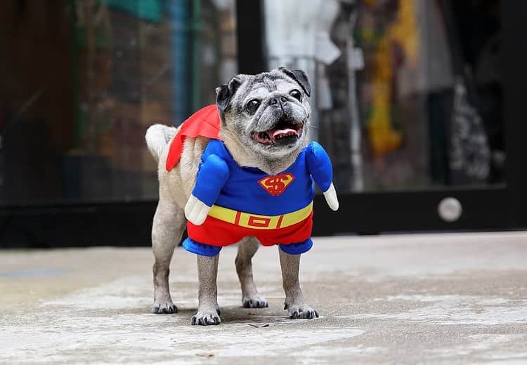 awesomestoreさんのインスタグラム写真 - (awesomestoreInstagram)「【PICK UP】 スーパーヒーローに変身！💫 ユニークなペットコスチュームでハロウィンを楽しく♪マントやその他デビルの羽・全身パンプキンコスチュームもございます🎃 是非チェックしてくださいね🐕🐈 . Pet コスチューム Super Hero ￥890 + tax Pet コスチューム Mantle ￥290 + tax ————————————————— #awesomestore#オーサムストア#036#雑貨#036pets#ペット#ハロウィン#犬#猫#コスチューム#ペットコスチューム#スーパーヒーロー#二足歩行#イベント#halloween#売り切れ間近」10月10日 12時15分 - awesomestore_jp