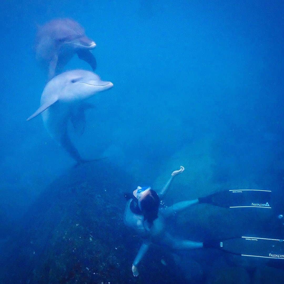 福田朋夏さんのインスタグラム写真 - (福田朋夏Instagram)「海の中の生物は本当に美しい🐬✨ #mikuraisland @diveshop_truenorth @paryapo #oceanlovers #freediving @alchemy_hellas @zero_wetsuits @aqualungdivers」10月10日 12時17分 - tomoka_fukuda