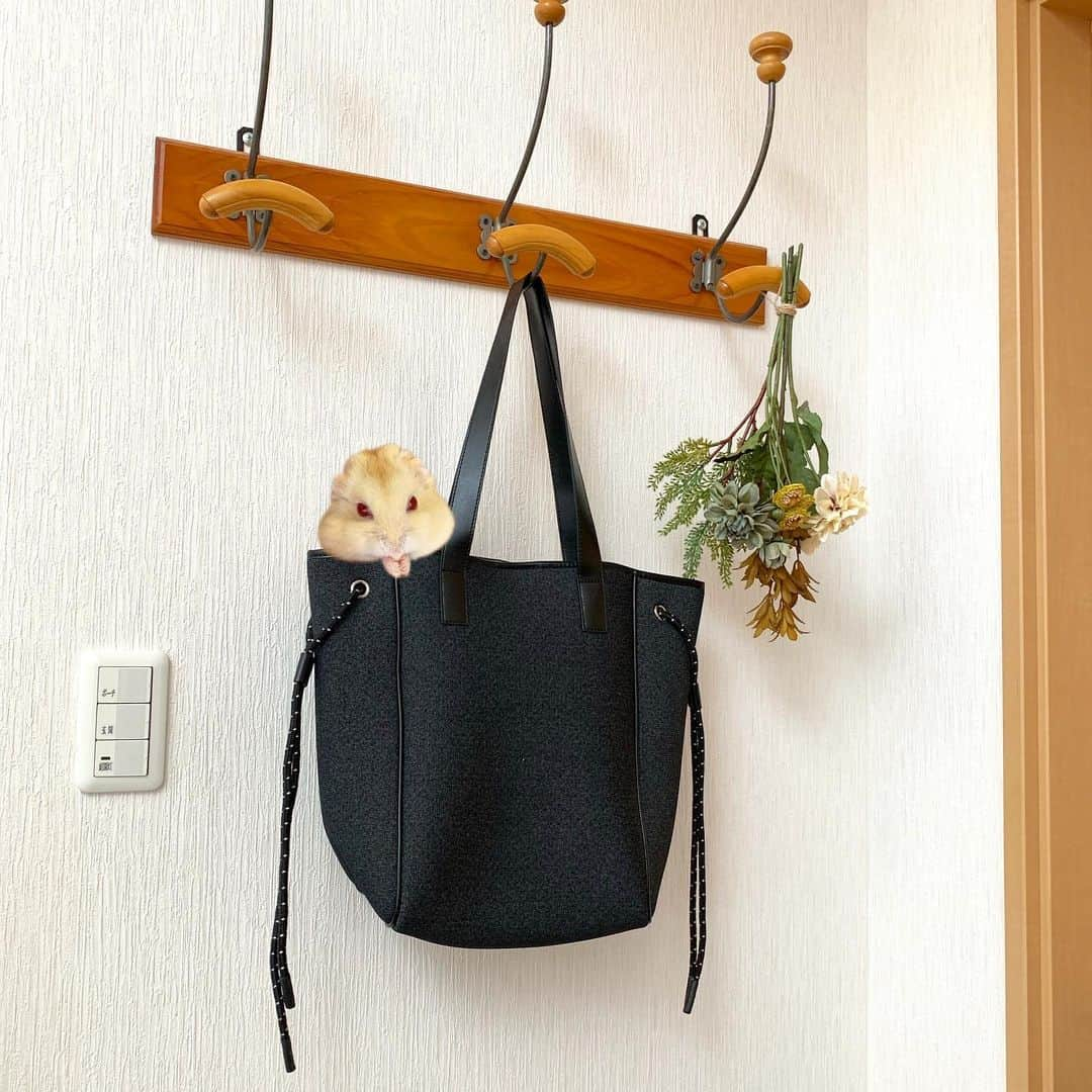 hamster_mocoさんのインスタグラム写真 - (hamster_mocoInstagram)「qbag×小動物コラボ企画🐹👜✨ ☺︎︎ qbagの新作バッグ✨サンテとキミちゃんがコラボさせて頂きました🎶 #qbagsante#qbag #🐹🐭qbagコラボ ☺︎︎ 私が選んだデニムブラックのカラーは中がパッと目を引く明るいオレンジでとってもオシャレなバッグです😍👍 ･ こちらのサンテは只今新発売記念価格で定価13.199円が10月14日まで期間限定特別記念価格【9.999円】で販売中です😳💫 ☺︎︎ 楽天サイトでは発売開始30分でバッグランキングの1位に躍り出たほどの人気だそうです👜🥇👏🏻 ご興味がある方はお求めやすいこの機会にぜひ〜🐾 2019.10.10 ☺︎︎ #ハムスターキミ#アルビノ#ハムスター#ジャンガリアンハムスター#ジャンガリアン#ジャンガリアンプディング#プディングジャンガリアン#イエロージャンガリアン#ふわもこ部 #モフモフ#ペット#ハムスタグラム #hamster#djungarian#hamstagram#hammy#happy_pets#PET_OF_OUR_WORLD#igersjp#ig_japan#instapet#weeklyfluff#kawaii#cute#仓鼠#정글리안#햄스터」10月10日 13時27分 - asahi.fl