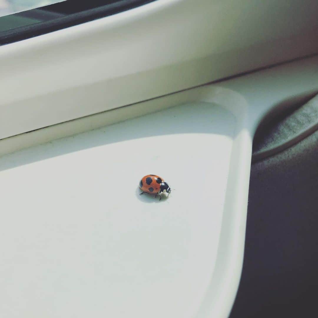 田中雅美さんのインスタグラム写真 - (田中雅美Instagram)「ぎゃあ。  新幹線に虫。。 ビクってなった。。 虫、苦手。 どうしよう。  #虫苦手」10月10日 13時43分 - tanakamasami_official