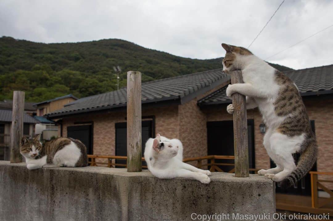 Masayukiさんのインスタグラム写真 - (MasayukiInstagram)「特に杭に思いが強いほうだ。  #cat #ねこ」10月10日 15時16分 - okirakuoki