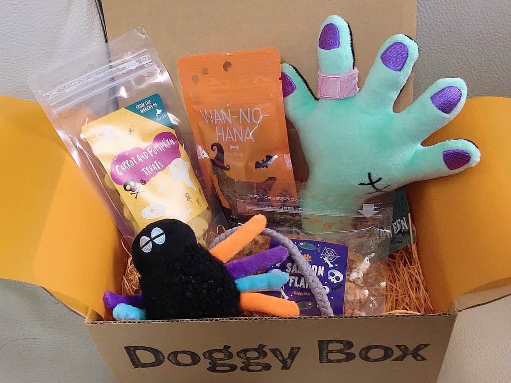 藤江れいなさんのインスタグラム写真 - (藤江れいなInstagram)「今月の(@doggybox_jp )届きました🐶💓 今回はハロウィンに因んだ物が沢山🎃🧟‍♀️👻 MAXさんも興味深々で箱の中身を見ながら凄くルンルンしてました(笑) #doggybox  #spookyhalloween #愛犬　#MAX #ミニチュアダックスフンド  #チョコレートタン」10月10日 15時26分 - 01nyan0201
