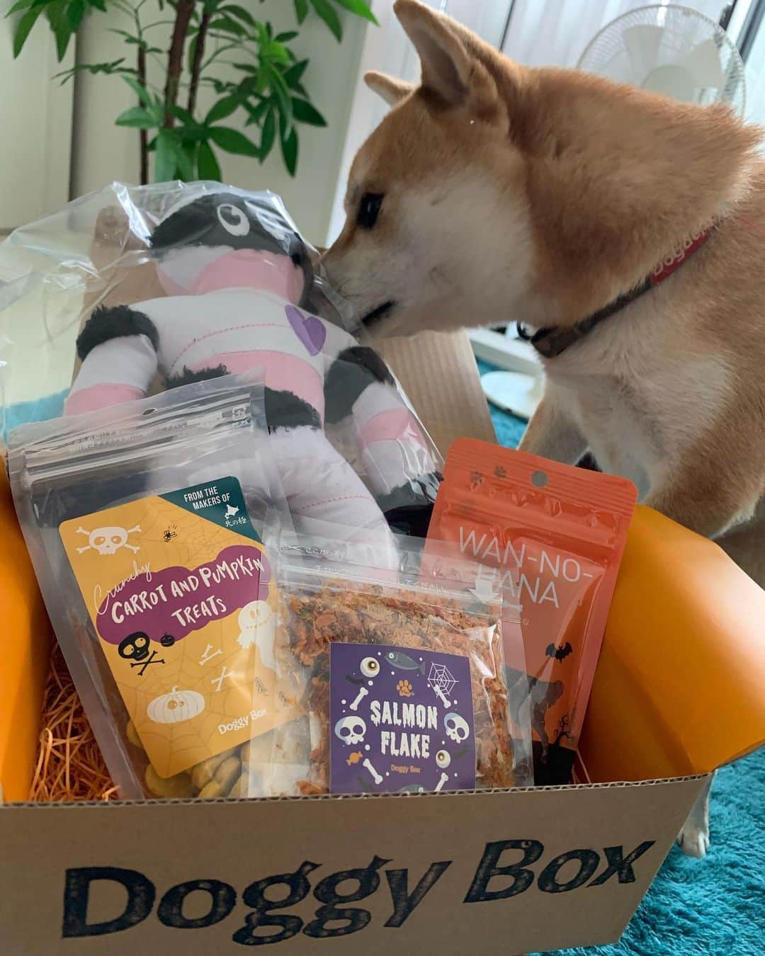 のインスタグラム：「. . 10月のDoggy Boxが 届きましたー‼︎ . . 開ける前からだいずのって わかってるのかのように テンションが上がるだいずくん🐕 . はやく開けろと だいぶ急かされました…笑。 . . ハロウィン仕様のおもちゃとおやつ🍭 かわいい😍 . . #だいず #だいず🐕💓 #豆柴 #豆柴部  #柴犬 #しばいぬ  #犬のいる暮らし#🐶 #🐕#いぬすたぐらむ #ワンスタグラム #しばすたぐらむ #mameshiba#shibainu#shibastagram #柴犬好きさんと繋がりたい #柴犬のいる暮らし #柴犬ライフ #doggybox #ドギボ #トリーツ  #ハロウィン」