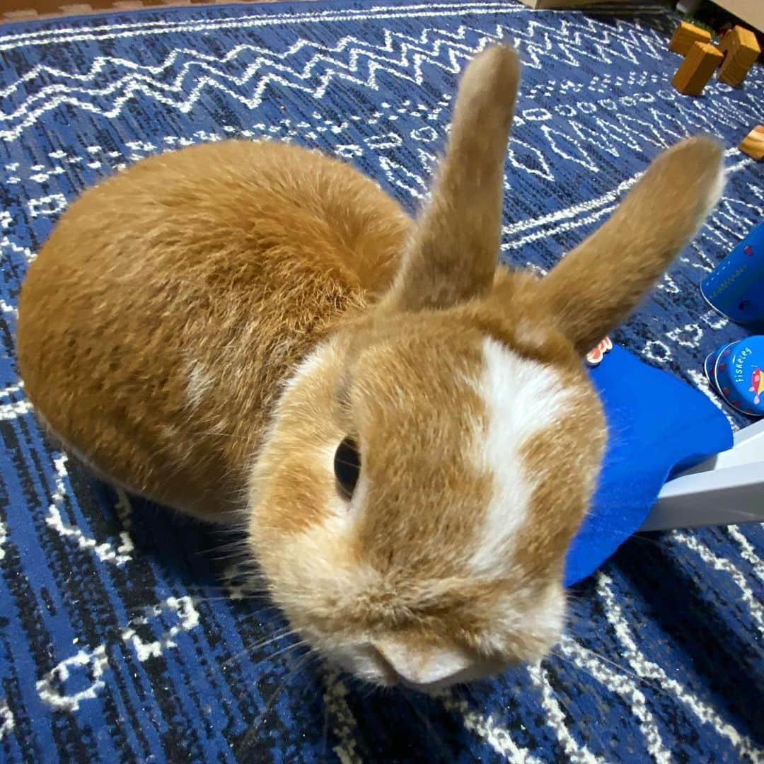 BUNNY?TUNA? さんのインスタグラム写真 - (BUNNY?TUNA? Instagram)「. 2019/10/10📸 飼い主、iPhone新しくしたらカメラが良くなったので、久しぶりのツナさん😚🐰 超広角だと耳が長く見えるよやったねツナ😆👍 . #超広角#耳が伸びました #ネザーランドドワーフ#ツナ#TUNA#うさぎ#ふわもこ部#うさぎ部#うさぎのしっぽ#ペット#netherlanddwarf#bunnystagram#rabbit#lapin#cutebunny#bunnylove#bunnies#pet#petgram#rabbitstagram#japan#kawaii#weeklyfluff#cutepetclub#instapets#instabunnies#animallovers @junkuwana55」10月10日 21時13分 - bunny_tuna