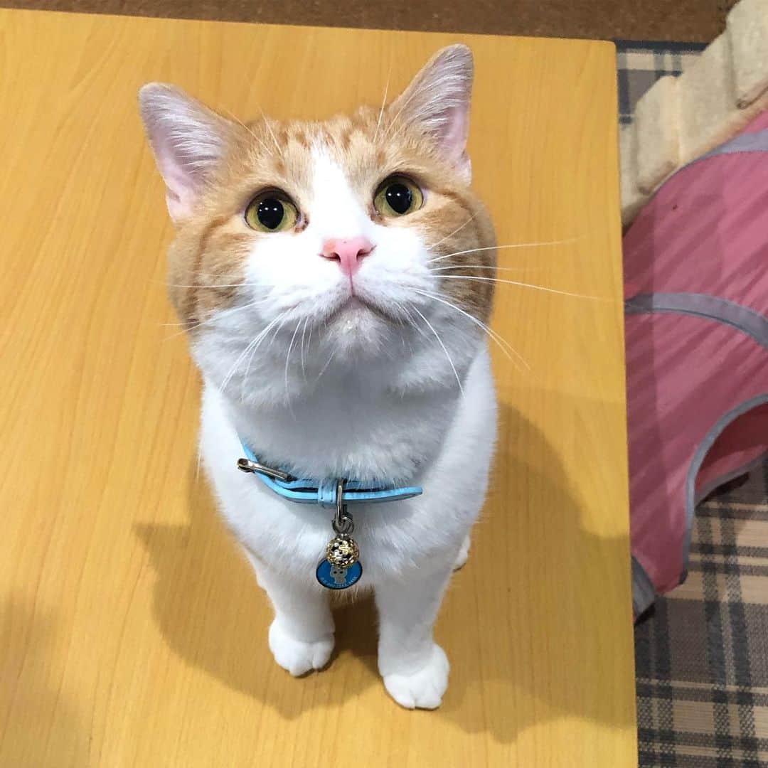 yachimon3のインスタグラム：「テッドのおねだり✨👁✨ #目がらんらん #その目はずるい」