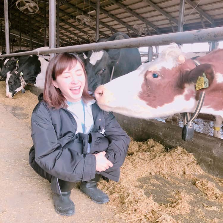 黛英里佳さんのインスタグラム写真 - (黛英里佳Instagram)「「ミルクのチカラはシニアのミカタ！牛乳健康力セミナー」に出演します😊  専門家の先生をお呼びし、この超高齢化社会の中、健康寿命を支える牛乳のチカラや牛乳の上手なとり方を教えて頂きます。  残念ながら募集は終わってしまいましたが、北海道産牛乳に肉、野菜、豆類などの多様な食品を取り合わせ、大切な栄養素をたっぷりとれるミルクメニューが、札幌パークホテルの人気ランチバイキングに期間限定で登場します。  詳しくはミルクランド北海道のHPをチェックしてみてください☺️ また台風が来ているようなので、みなさんお気をつけくださいね😣  #写真は以前牧場に行った時のもの🐮#北海道#牛乳#ミルク#ミルクランド北海道#🐮」10月10日 16時21分 - erikamayuzumi_official