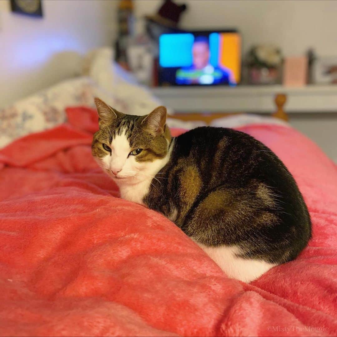 Misty The Moggieのインスタグラム：「So round, so mischievous ⛄️」