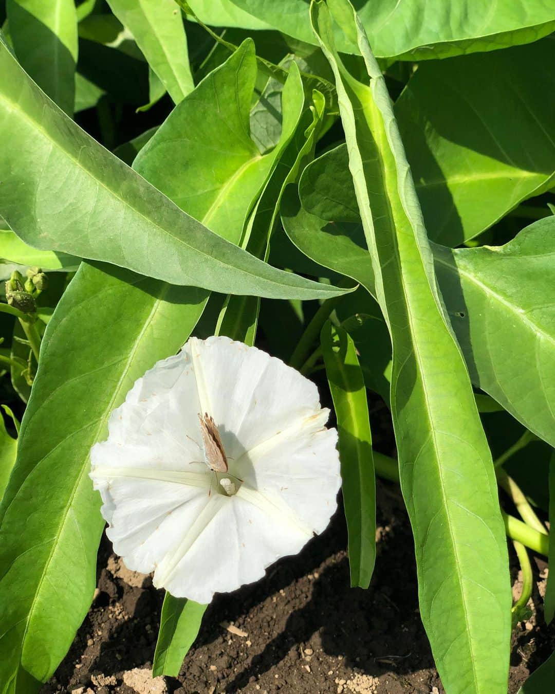 加藤紀子のインスタグラム：「この花、なんのお花だと思いますか？？ 正解はハッシュタグに🦋🐞 #カトノリ農園 #畑からこんにちは  #集英社webマガジン  #ourage #ヒントは中華料理で大活躍 #正解は #空芯菜 #お友達へのプレゼントに大収穫  なんとも優しく柔らかなお花で 見惚れました✨ でも今は台風に意地悪されませんよう願うばかりです。」