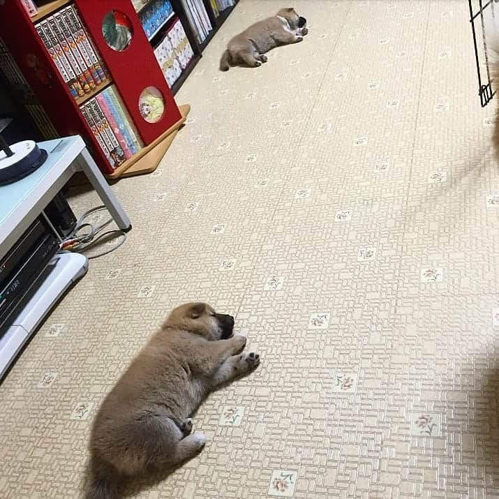 柴犬たま Shibainu Tamaのインスタグラム