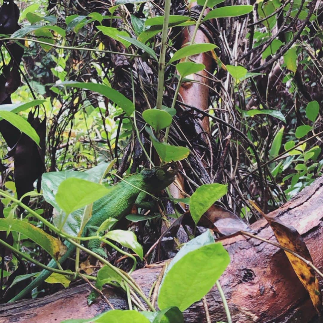 エビアン・クーさんのインスタグラム写真 - (エビアン・クーInstagram)「Connecting with nature 🏔」10月10日 18時52分 - avian_official